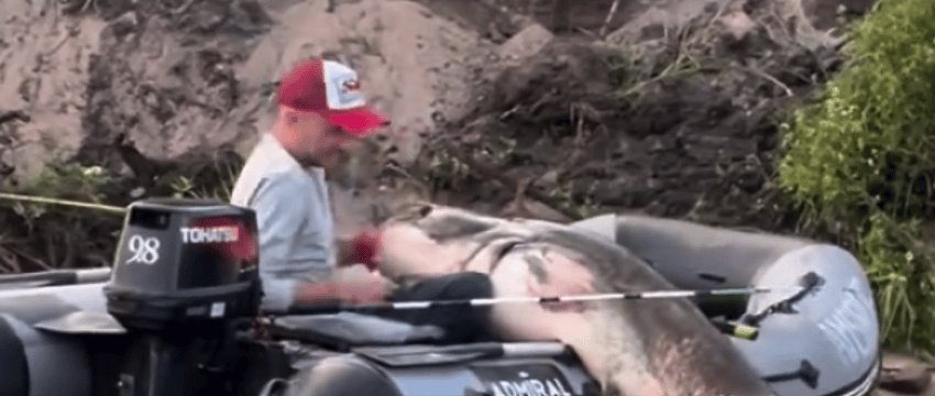 В Беларуси выловили огромного сома — его длина впечатляет. Смотрите видео