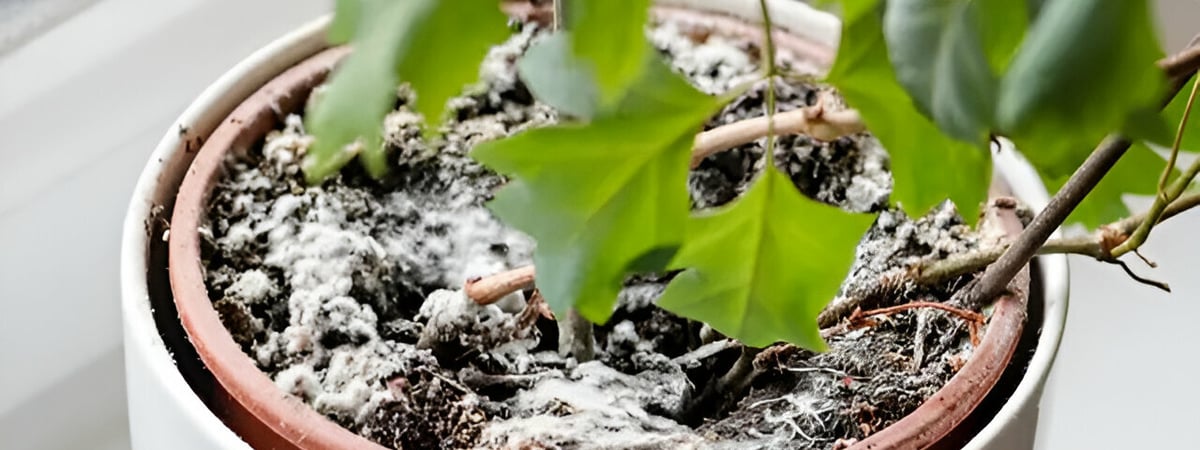В цветочном горшке появилась плесень? Посыпьте почву этими 4 продуктами — Полезно