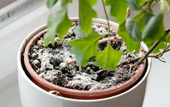 В цветочном горшке появилась плесень? Посыпьте почву этими 4 продуктами — Полезно