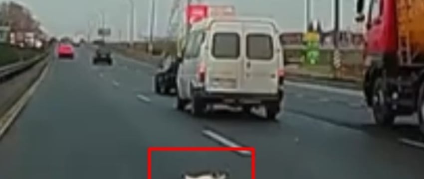 В Минске водитель спас выпавшую из микроавтобуса кошку от гибели под колесами, но сам попал в аварию — видео