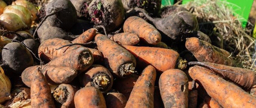 Запрет на вывоз свёклы и моркови из Беларуси