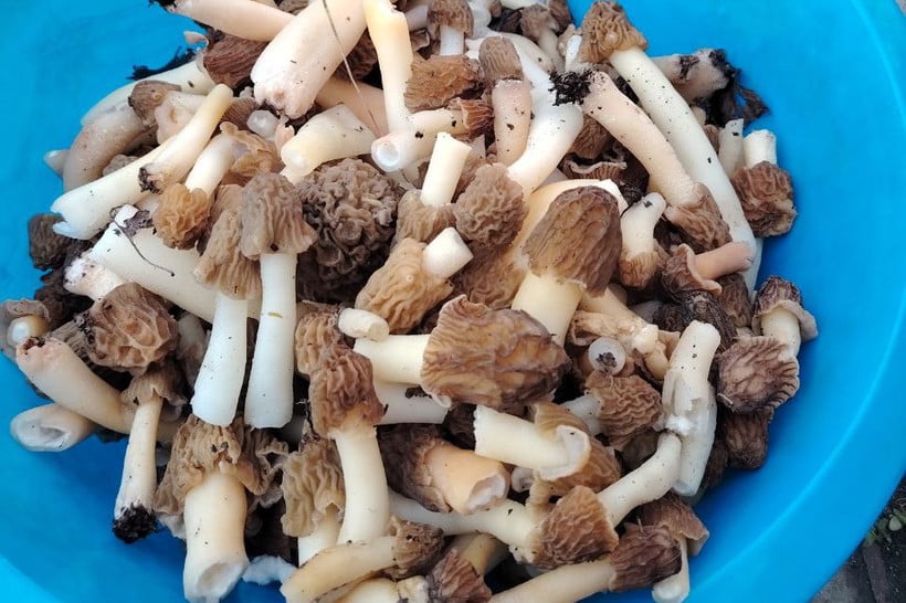 Маслята, подберезовики, боровик... Белорусские грибы рванули слишком рано