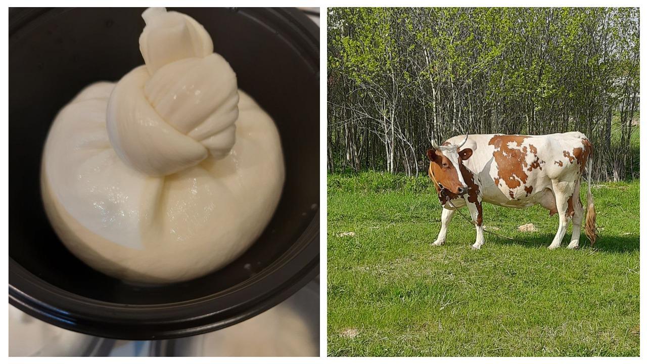 «Три породистые козы стоили, как иномарка»‎. Белорусы переехали из столицы в деревню, чтобы стать сыроварами