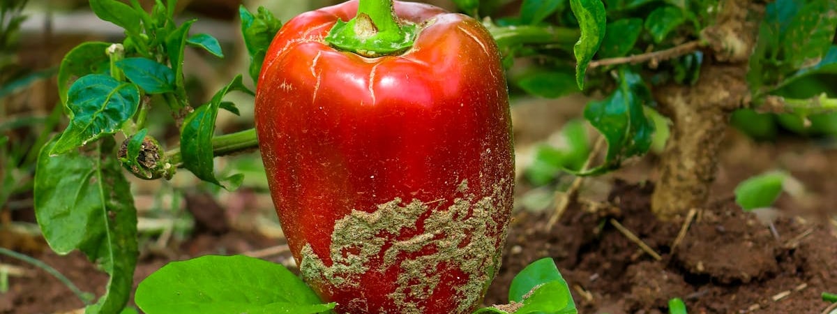 В Кыргызстане начнут производить бензин Аи-92 и Аи-95