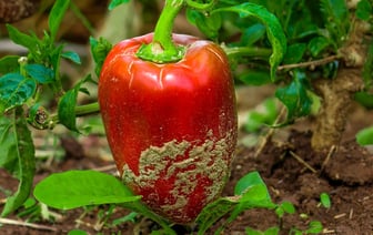 В Кыргызстане начнут производить бензин Аи-92 и Аи-95