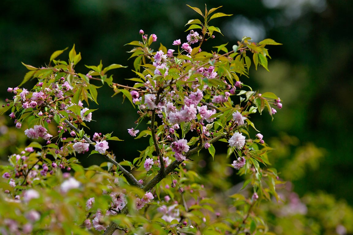 Сакура зацветает в Витебске на Вербницу. Фото Сергея Серебро