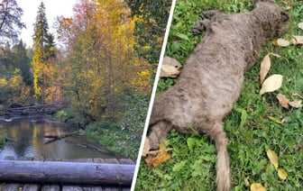«Не повод для радости» — В Польше обнаружили новое животное, «вызывающее ужас». Где встречается в Беларуси? — Фото