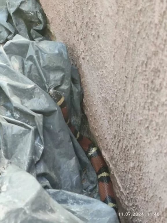 В столичный двор заползла змея, внешне похожая на заморскую ядовитую