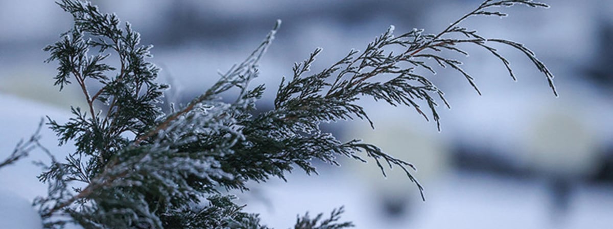 Какую погоду ждать белорусам с 10 по 16 февраля