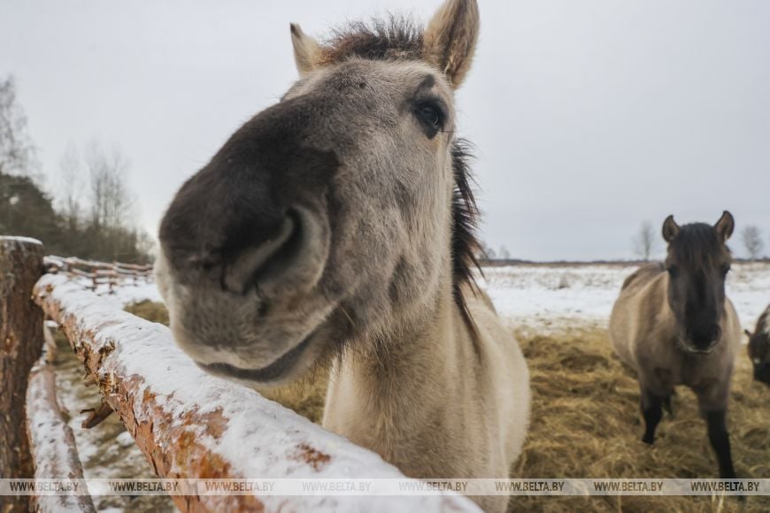 В заказнике «Споровский» туристам планируют показывать тарпанов и туров на вольном выпасе