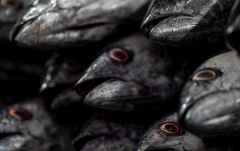 Власти Беларуси призывают FAO осудить санкционную политику ЕС