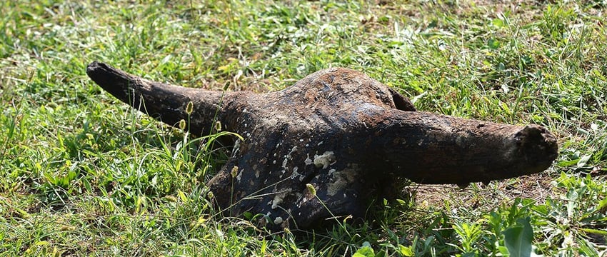 В Гомеле со дна реки подняли кости. Похоже, снова бизона