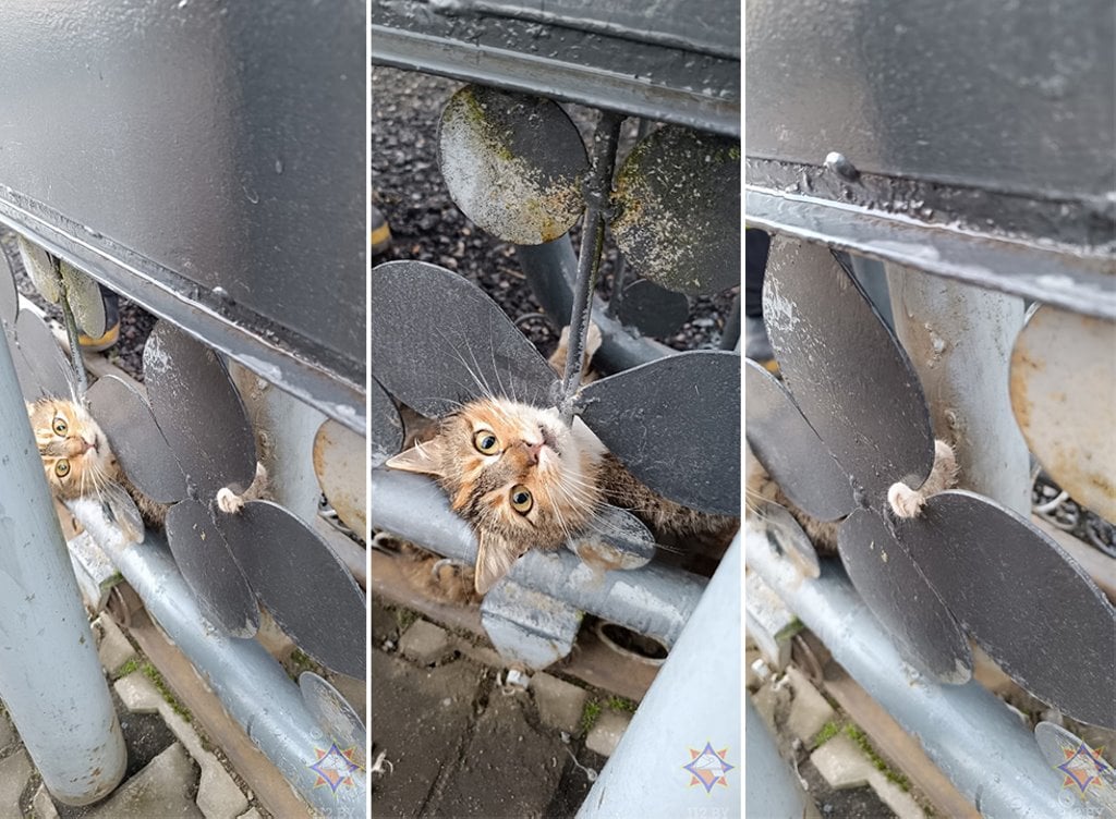 Барановичские спасатели помогли коту, который застрял в металлических воротах