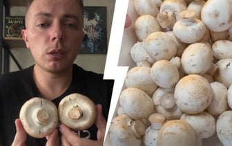 «Серьезный канцероген» — Белорусский грибник рассказал, когда не стоит есть шампиньоны. А когда безопасны? — Полезно