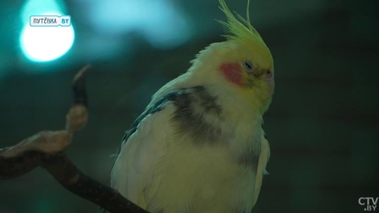 От тропиков до знойной пустыни. Вот какие самые необычные растения есть в Зимнем саду в Бресте