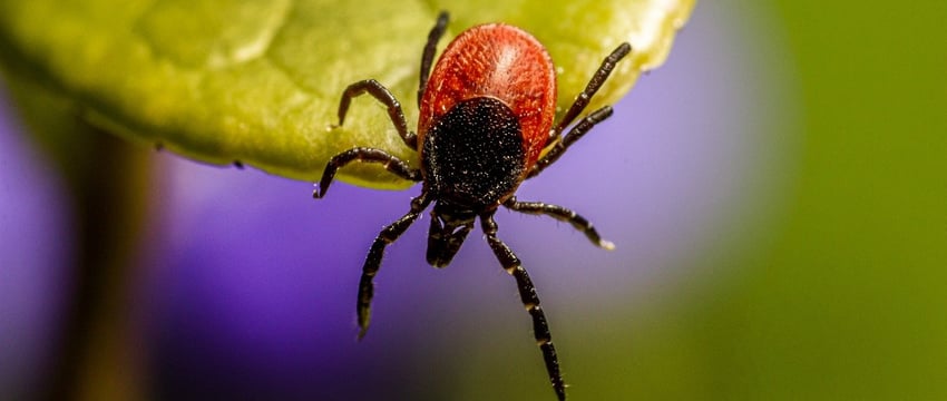 В мае клещи покусали 338 жителей Витебска и Витебской района