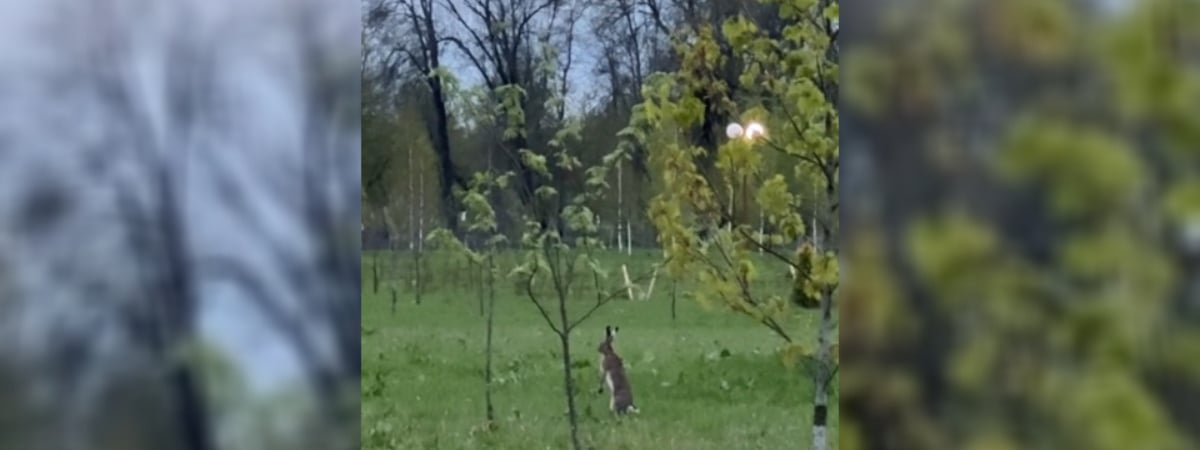 Редкий вид! Белорусские кенгуру в могилёвском парке