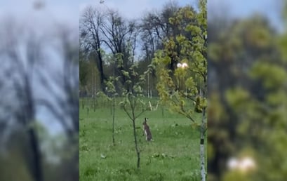 Редкий вид! Белорусские кенгуру в могилёвском парке