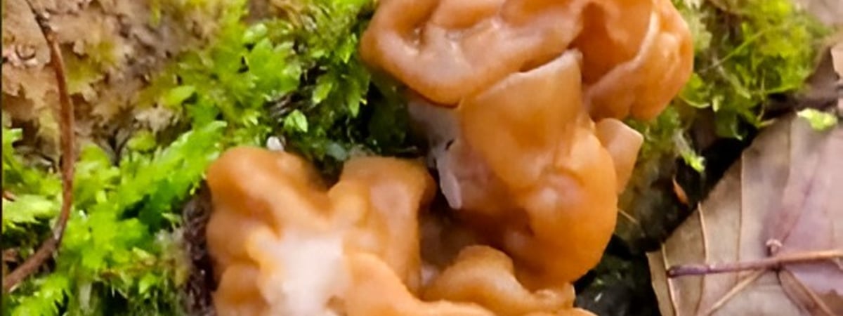 «Аж дух перехватило…» — В TikTok показали, где в Беларуси пошли строчки. Как найти? — Видео