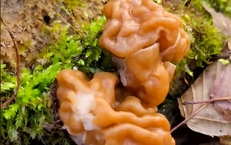 «Аж дух перехватило…» — В TikTok показали, где в Беларуси пошли строчки. Как найти? — Видео