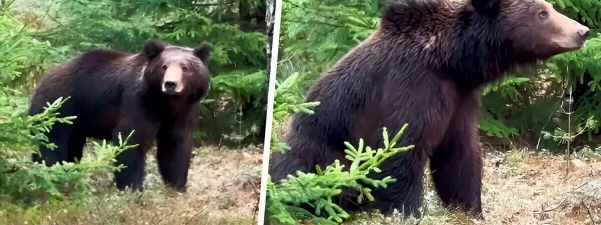 «Потерял Машу?» — Белорусы обнаружили вдоль трассы «Минск-Гродно» огромного медведя — Видео