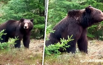 «Потерял Машу?» — Белорусы обнаружили вдоль трассы «Минск-Гродно» огромного медведя — Видео
