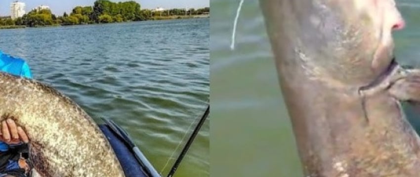 «Пришлось догонять на моторе». Белорус выловил 15-килограммового сома