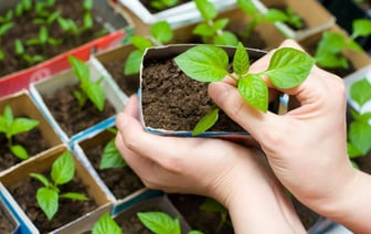 Когда белорусам сеять перец на рассаду в марте? Благоприятные дни — Полезно