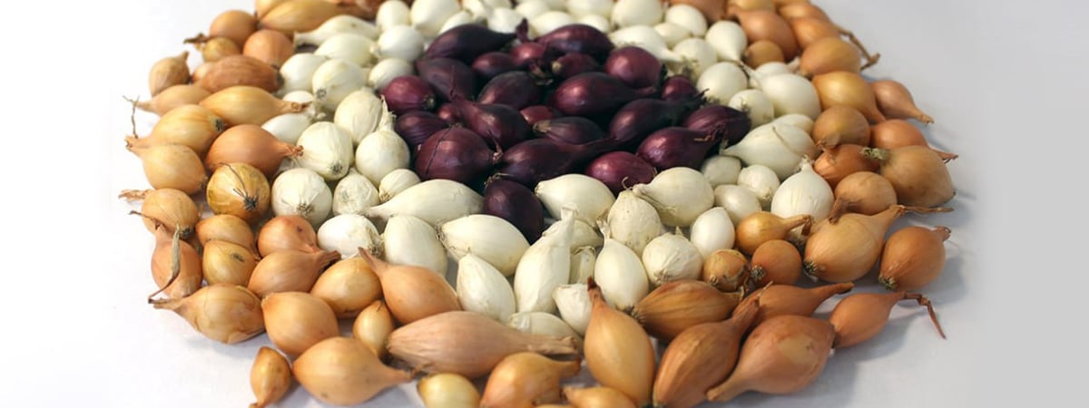 Лук-севок: где купить и как посадить, чтобы получить богатый урожай