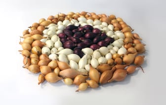 Лук-севок: где купить и как посадить, чтобы получить богатый урожай