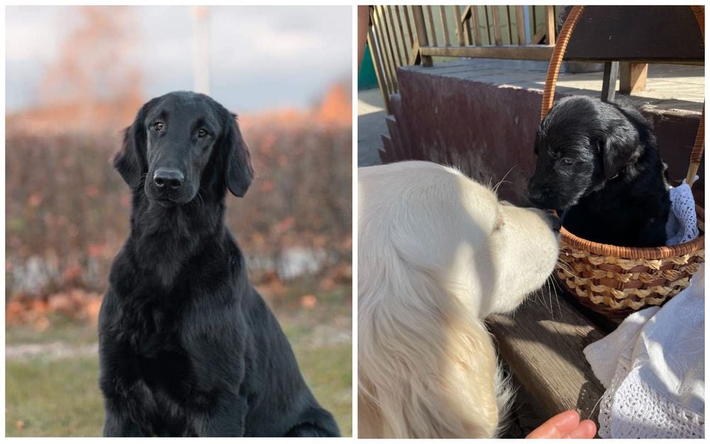 Бывшая завмаг разводит собак редкой породы. Зачем ей это?