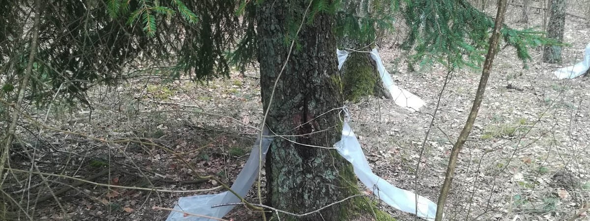 В охране природы рассказали, как самостоятельно и бесплатно заготавливать в лесу березовый сок
