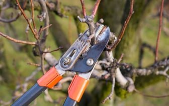Обрезка деревьев в Гомеле. Доверьтесь профессионалам