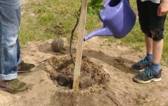 В Бресте сейчас высажено более семи тысяч молодых деревьев