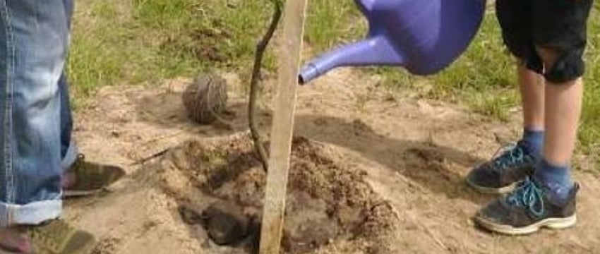 В Бресте сейчас высажено более семи тысяч молодых деревьев