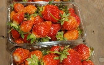 Житель Барановичей собрал второй урожай клубники