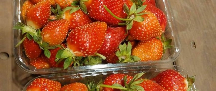 Житель Барановичей собрал второй урожай клубники