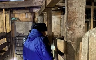 Свиньи загрызли 17-летнюю школьницу