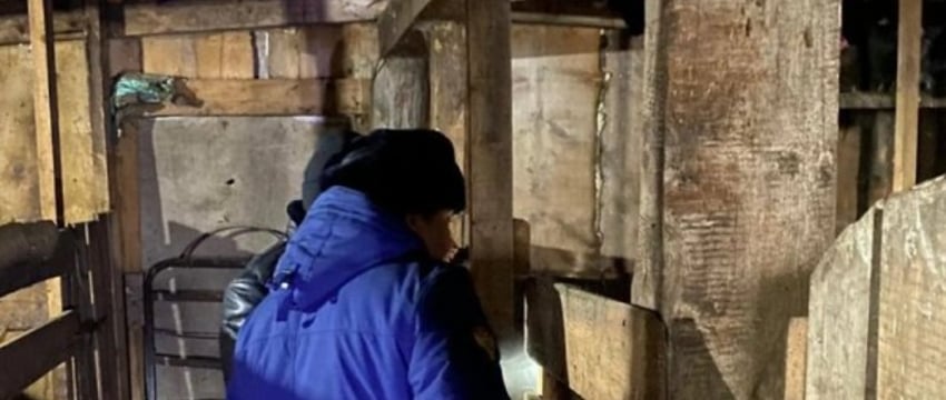 Свиньи загрызли 17-летнюю школьницу