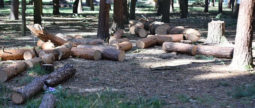 В Гомеле парк Фестивальный из-за урагана потерял 78 деревьев