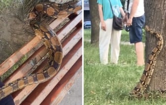 Белоруска выгуливает удава: змея становится звездой соцсетей