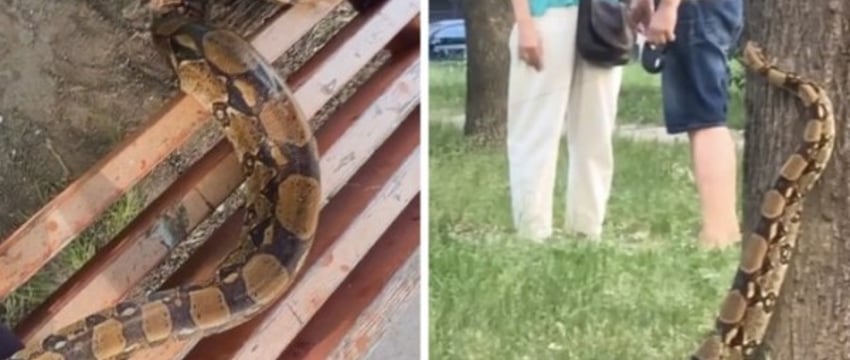Белоруска выгуливает удава: змея становится звездой соцсетей