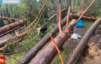 В Беларуси в результате падения дерева из-за сильного ветра погибла женщина