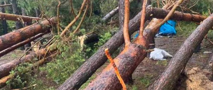 В Беларуси в результате падения дерева из-за сильного ветра погибла женщина