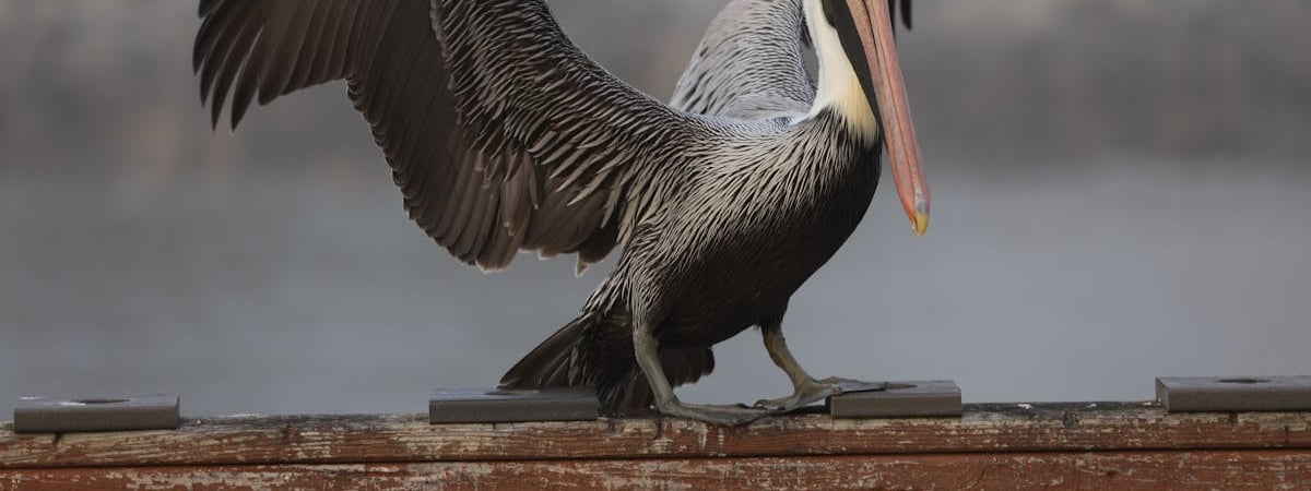 «Я бы не рискнула» — Минчанка показала, где можно взять бесплатные яблоки, но комментаторы засомневались — Видео