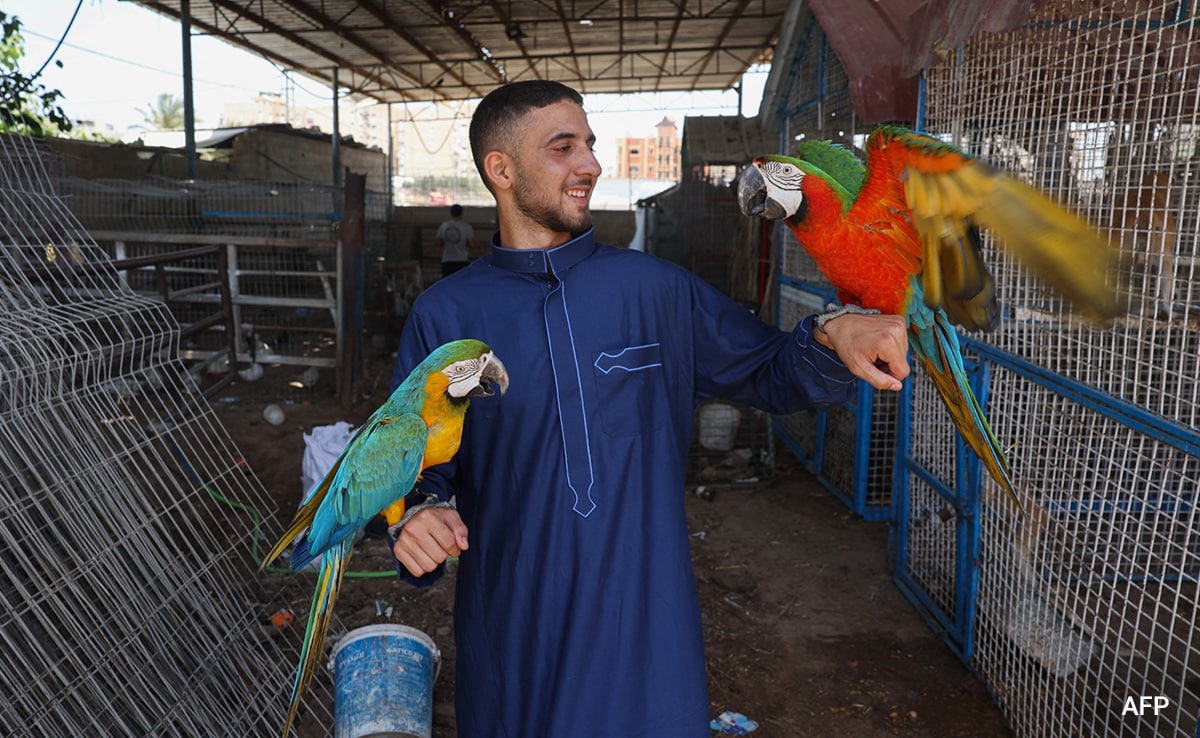 A keeper looks after exotic birds in the Rafah Zoo.