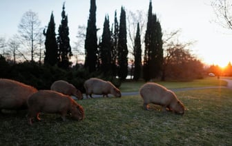 Дерутся с собаками и провоцируют ДТП. В Аргентине предложили вводить контрацептивы капибарам