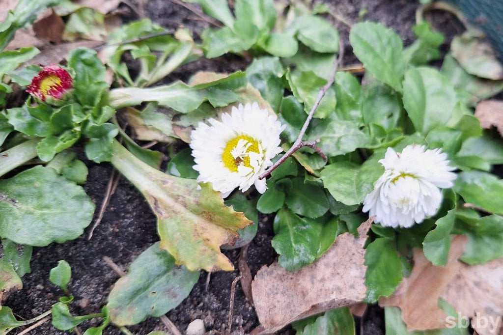 В Бресте зацвели первоцветы