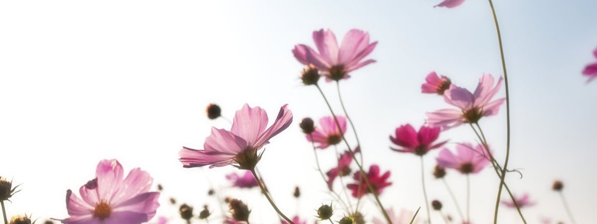 Северная Корея запустила две ракеты в сторону Японии