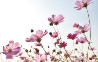 Северная Корея запустила две ракеты в сторону Японии